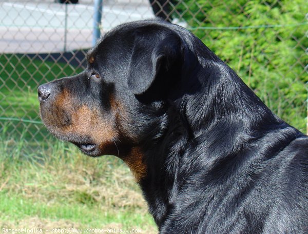 Photo de Rottweiler