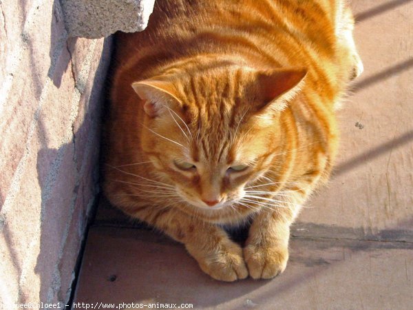 Photo de Chat domestique