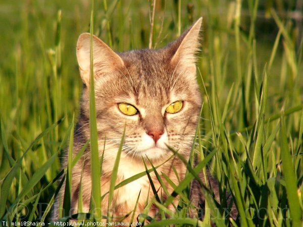 Photo de Chat domestique