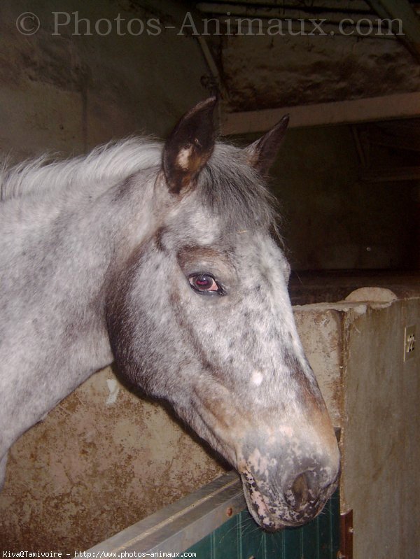 Photo d'Appaloosa