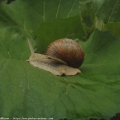 Photo d'Escargot