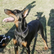 Photo de Dobermann