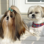 Photo de Shih tzu