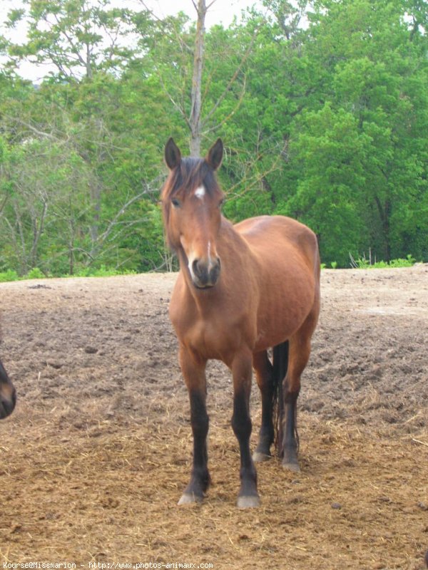 Photo de Poney franais de selle