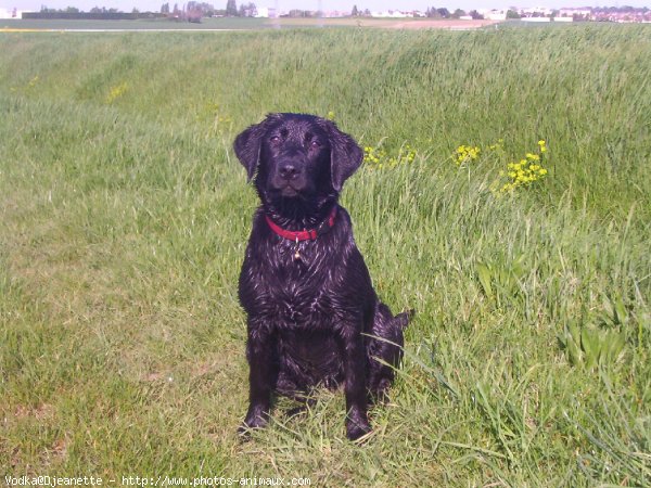 Photo de Labrador retriever