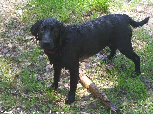 Photo de Labrador retriever