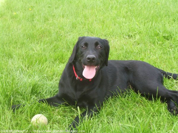 Photo de Labrador retriever