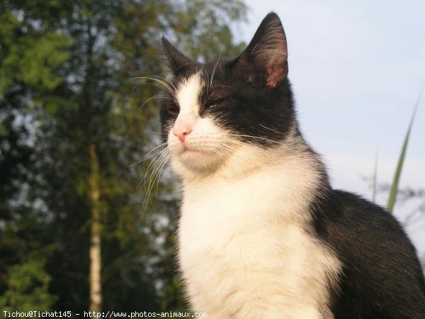 Photo de Chat domestique