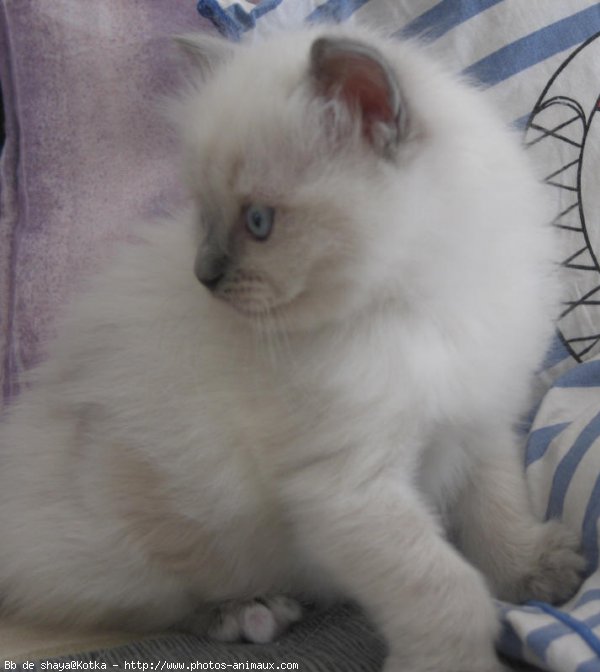 Photo de Ragdoll