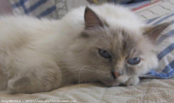 Photo de Ragdoll