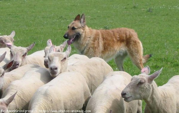 Photo de Berger belge laekenois