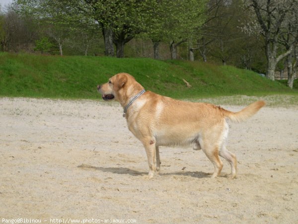 Photo de Labrador retriever