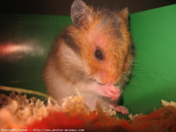 Photo de Hamster