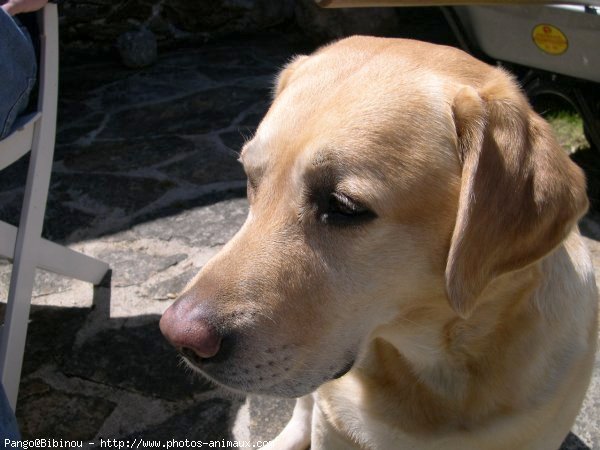 Photo de Labrador retriever