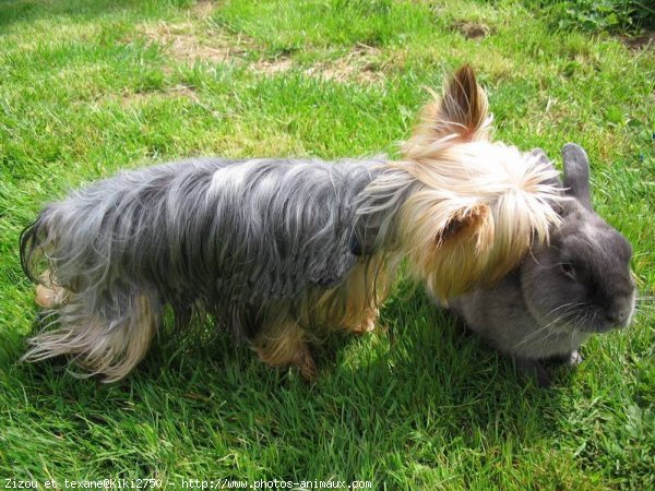 Photo de Yorkshire terrier