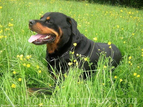 Photo de Rottweiler