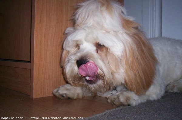 Photo de Lhassa apso