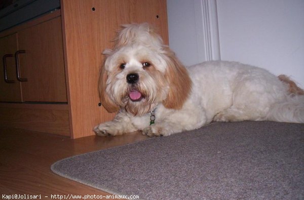 Photo de Lhassa apso