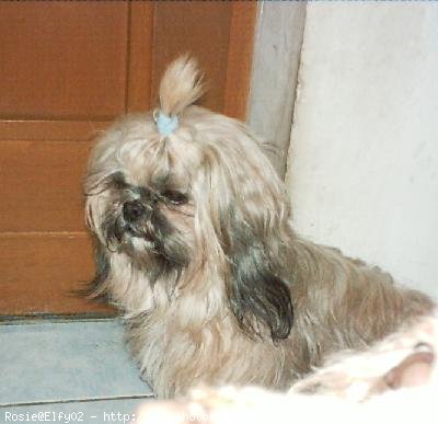 Photo de Shih tzu