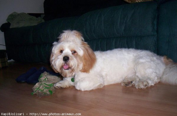 Photo de Lhassa apso