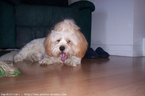 Photo de Lhassa apso