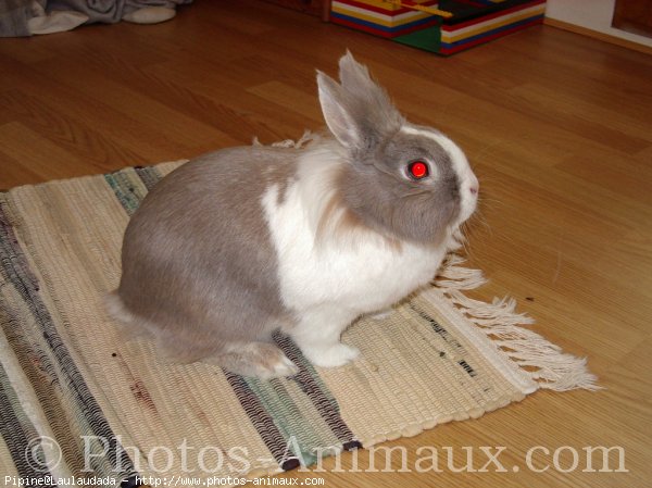 Photo de Lapin