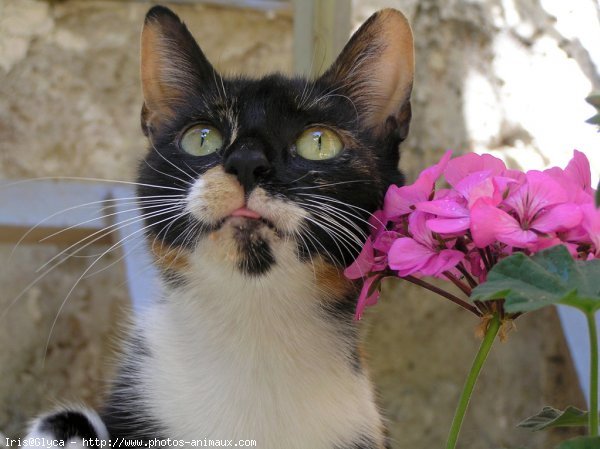 Photo de Chat domestique