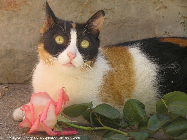 Photo de Chat domestique