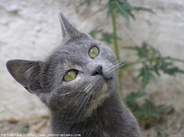 Photo de Chat domestique