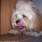 Photo de Lhassa apso