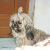 Photo de Shih tzu