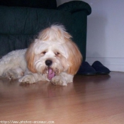 Photo de Lhassa apso