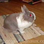 Photo de Lapin