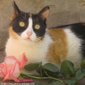 Photo de Chat domestique