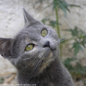 Photo de Chat domestique