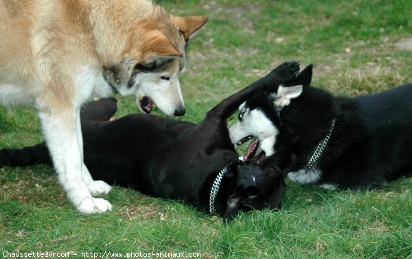 Photo de Husky siberien