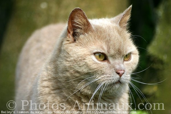 Photo de British shorthair