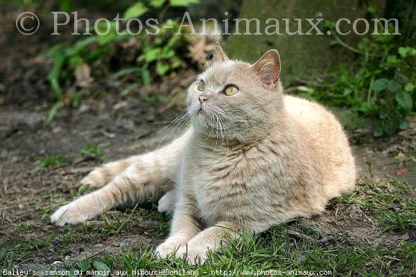 Photo de British shorthair