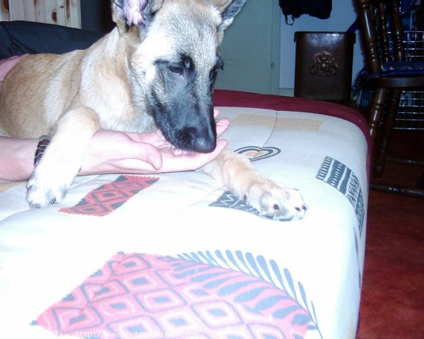 Photo de Berger belge malinois