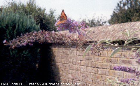 Photo de Papillon