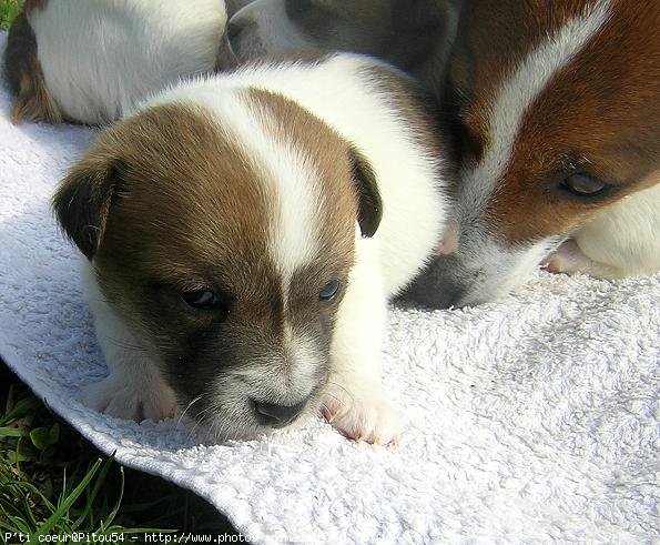 Photo de Jack russell terrier