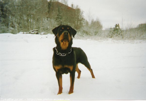 Photo de Rottweiler