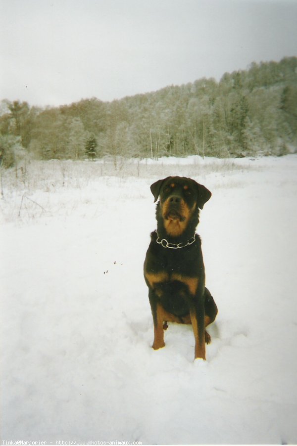 Photo de Rottweiler