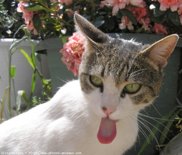 Photo de Chat domestique