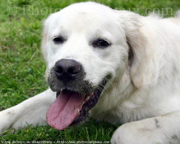 Photo de Golden retriever