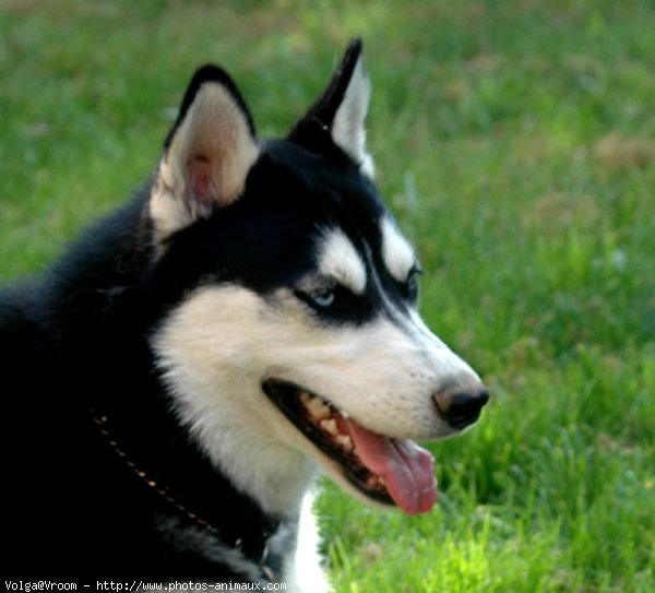 Photo de Husky siberien