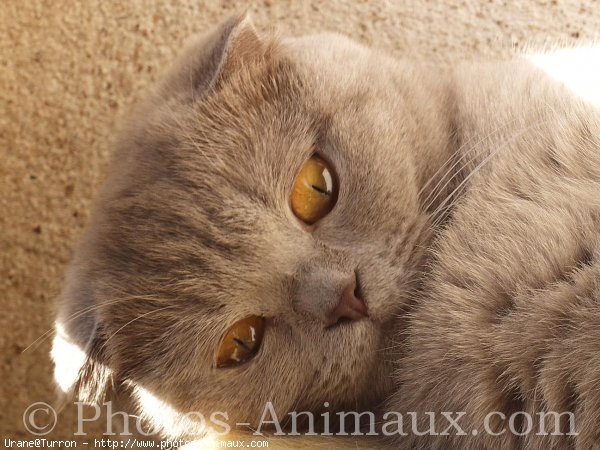 Photo de Scottish fold