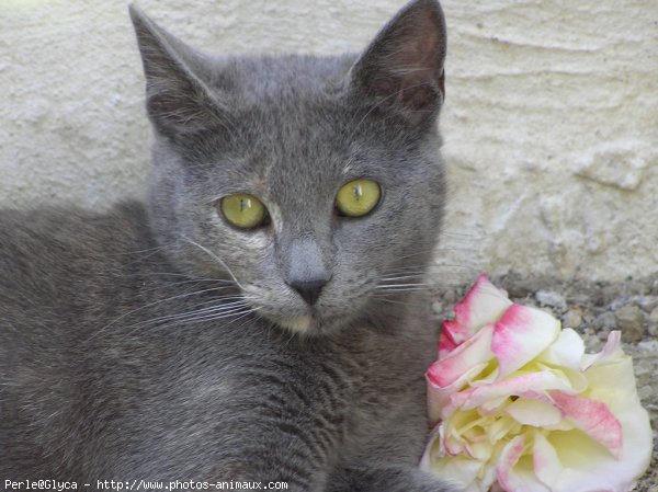 Photo de Chat domestique