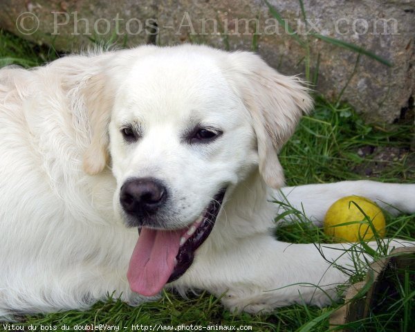 Photo de Golden retriever