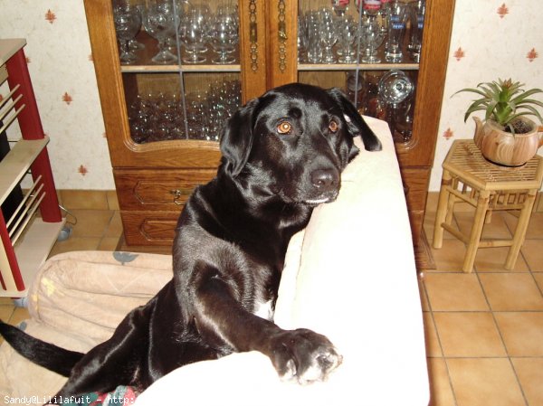 Photo de Labrador retriever